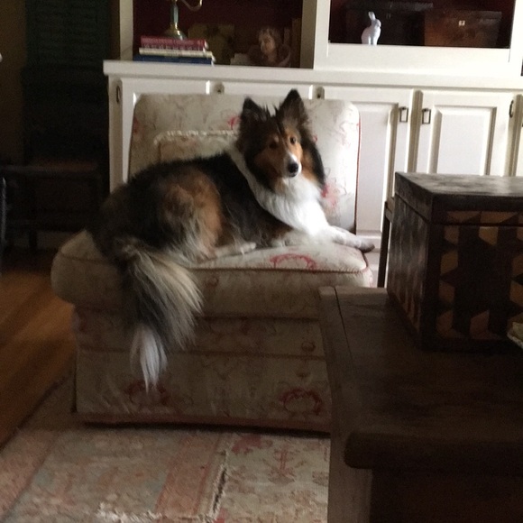 Meet your Posher, Cindy - Picture 1 of 1